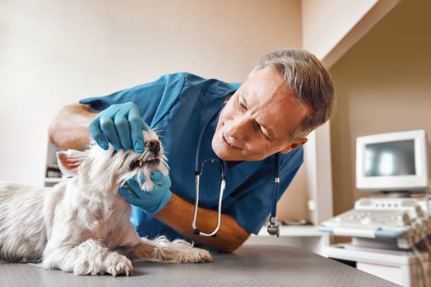 Best Holiday Emergency Dentist in Morada, CA